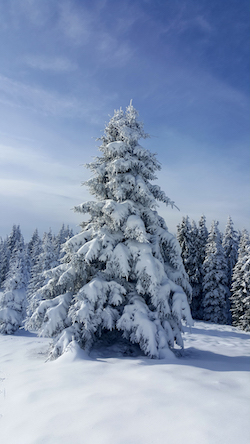 Weihnachtsgruß